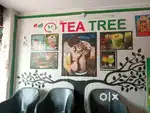 Tea tree for sale