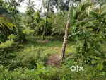 Plot for sale near Calicut medical College.