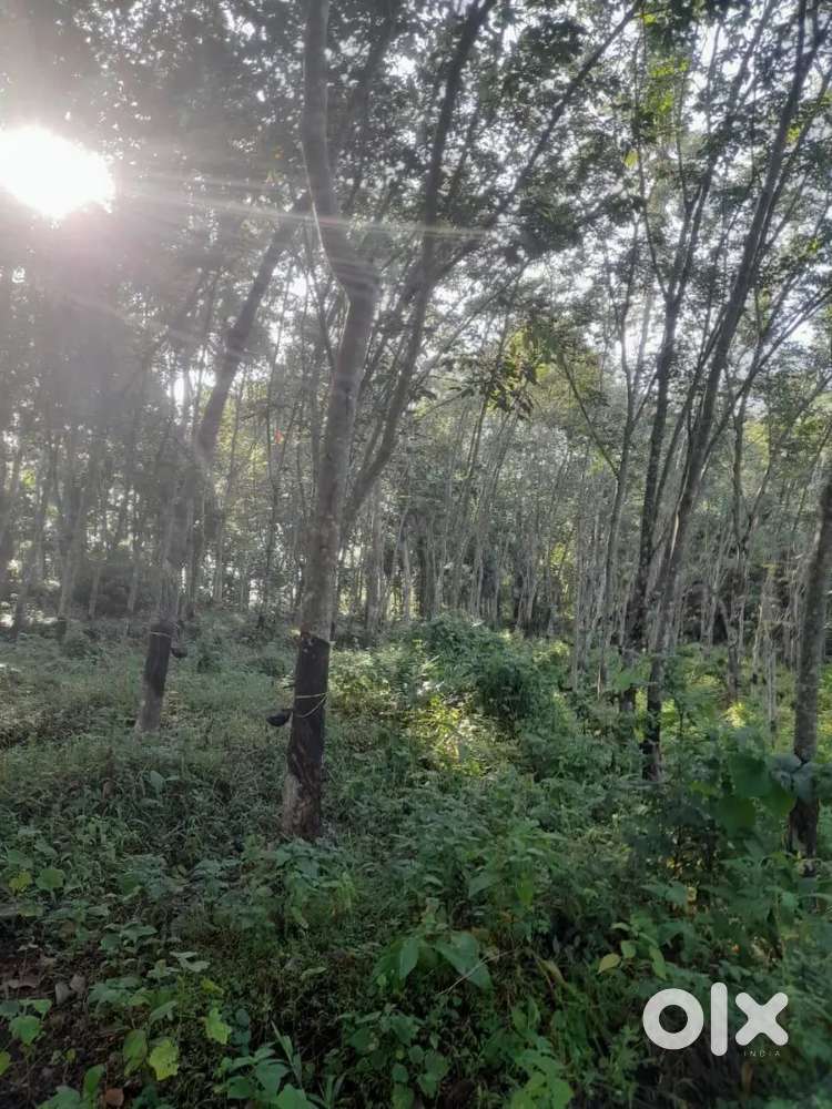 120 RRII 105 Rubber Trees for Slaughter- 2 year