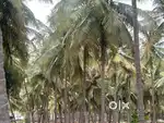 Land / Agricultural land