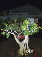 Bonsai sale