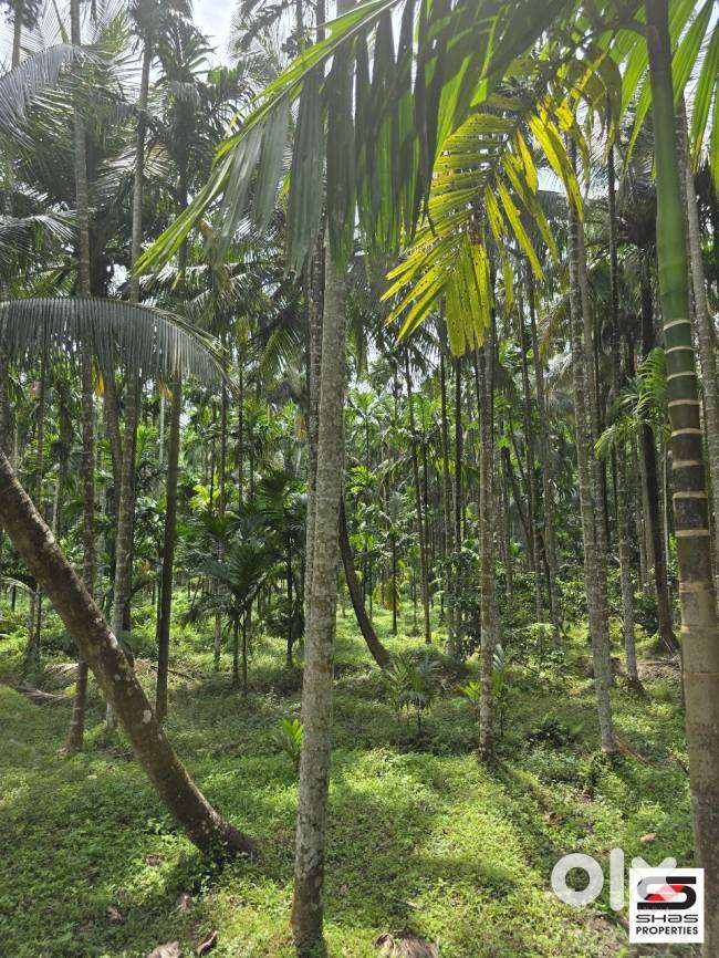 Farmland for sale in Malampuzha, Palakkad