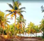Water front resort land sale near cherthala