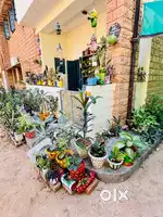 Well maintained Plants with crafted pots