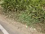 52 cent commercial plot Pala Ponkunnam road with 150 feet front  4 lak