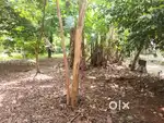 28 CENT LAND FOR SALE AT KADAVANTHRA KK ROAD FRONTAGE