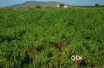 10 Acres Riverbank Farm Land For Sale