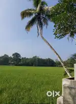 Paddy side land at Puthenkurish