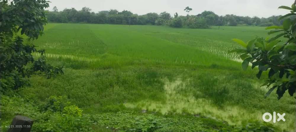 1/2/3/4 Bigha Farmland Available  near Joka Swaminarayan Temple