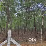 Red sandle wood form land for sale
