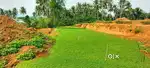 'Grade A' Pearl grass