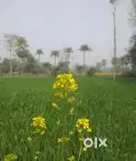 Mujhe 8-10 bigha jamin khardni hai, koi bikau hai to contact karen