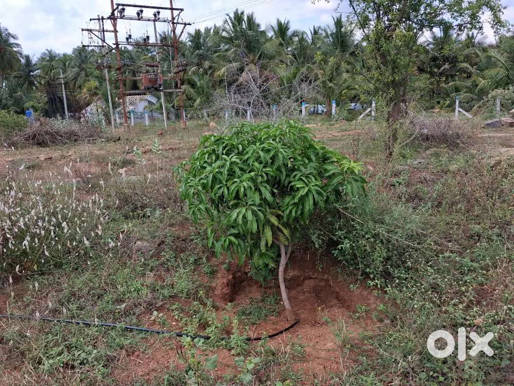 2 Acre mango farm / Agriculture land for sale