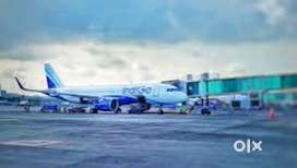 Indigo Airlines official hiring for ground staff & Ticketing