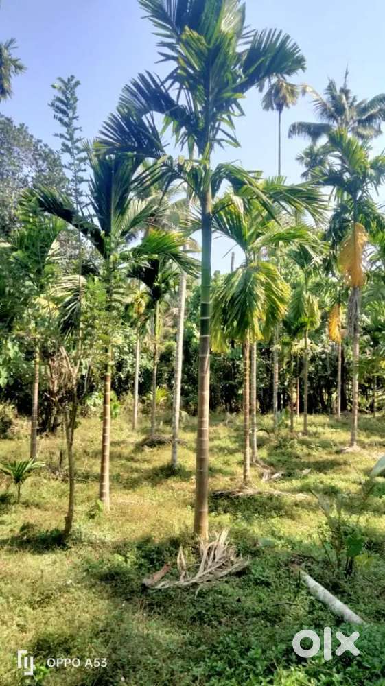 42 cent land suitable for House construction