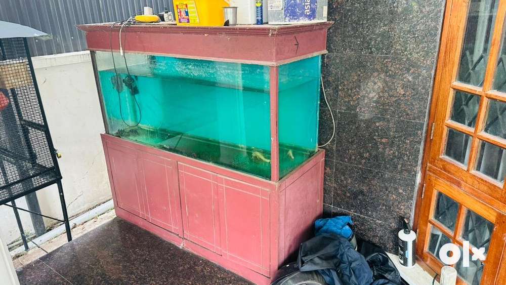 Fish tank with shelf