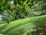11 cent water frontage plot for sale at Vyttila.