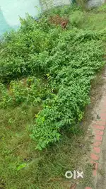 PUDA approved Gated colony ,well built kothis all around,