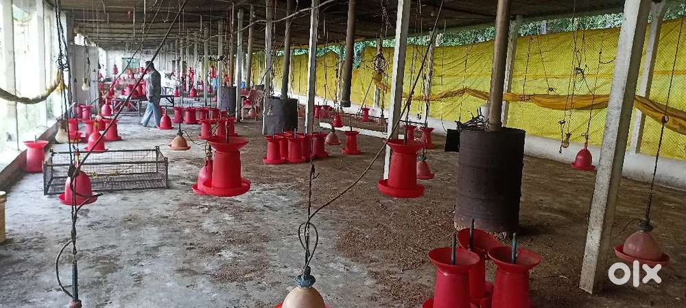 10,000 batch  poultry farm 1 ye kar zameen