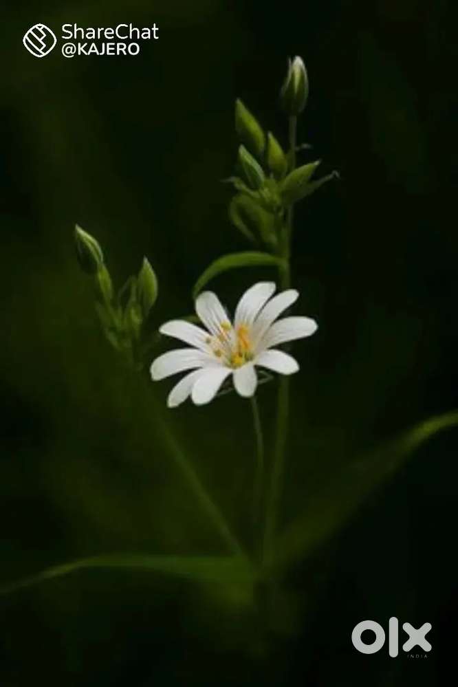 Female.. tellicalling..admin.. therapist