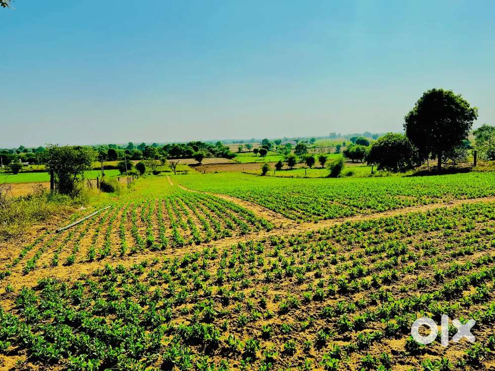 3 bigha 5 biswa road se touch he