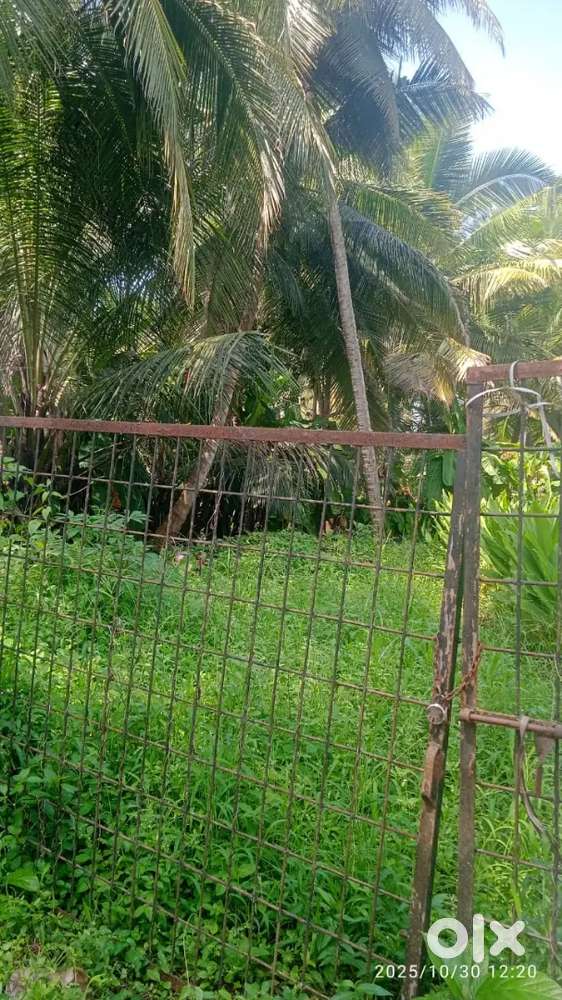 Karaparamba nr homeo college 10 cnt house plot for sale.nissan site