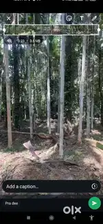 Land for sale at pandikad
