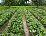 शेती विकणे आहे ६ acer