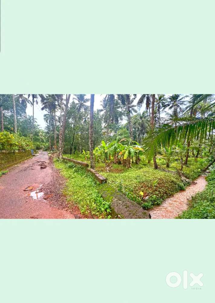 Plot for sale in Kannur, Paduvilayi