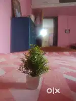A little fake plant