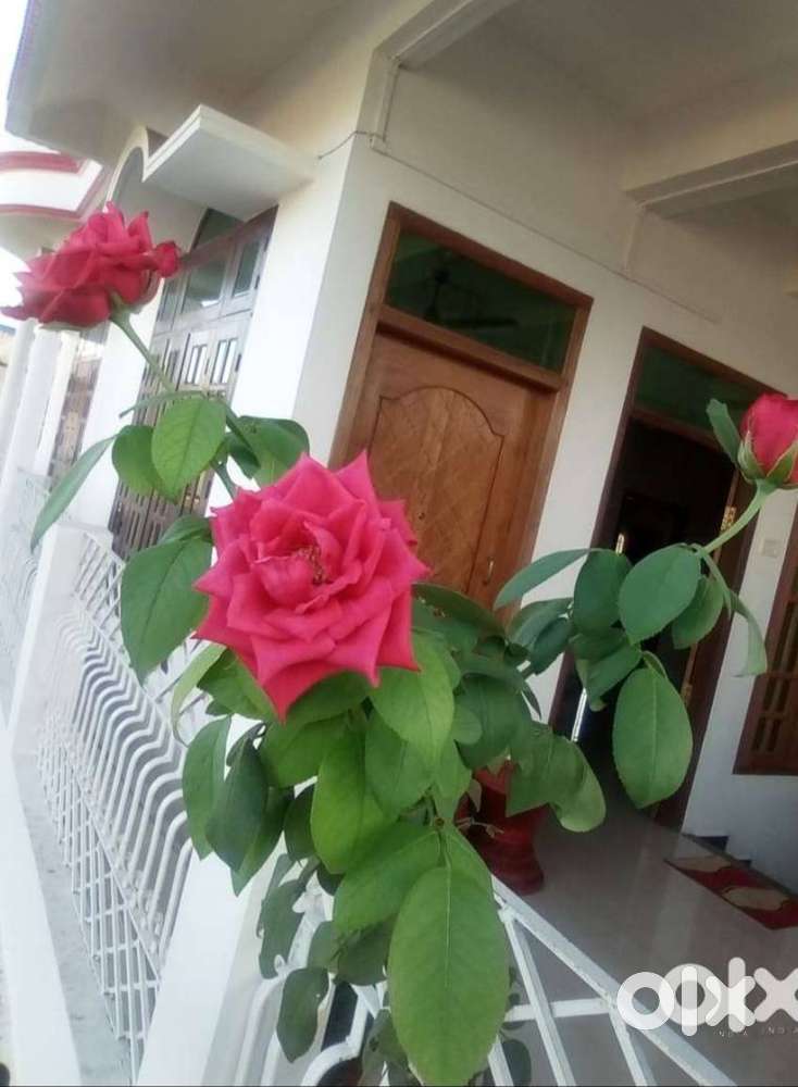 House for rent 3bhk Opp. ADP College