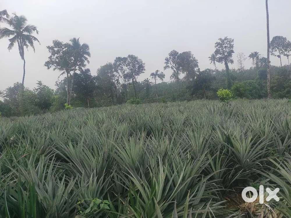 2 Acres of agriculture land. Kadavoor village, Kothamangalam  taluk