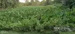 21 kotha mati ase . Par Kotha 12 lakh. Jorhat Research 3alit .