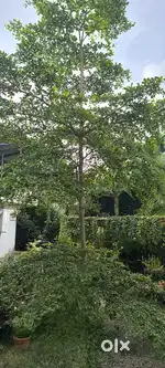 garden setting  life tree
