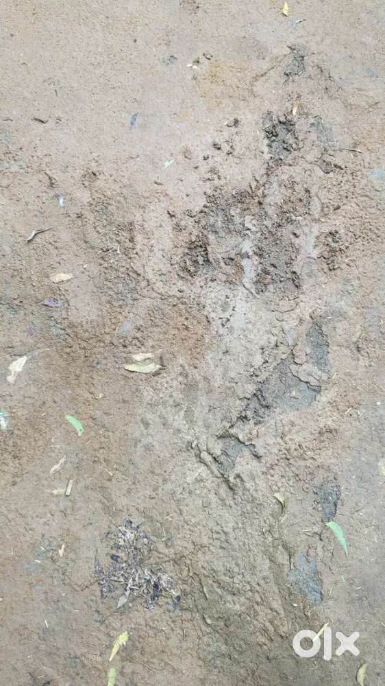 16 fut chaudi gali hai plot ke samne lohiya nagar bharthaana etawah