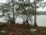 50cent land For Sale55000 per cent lake vew Ashatamudi  Padappakara