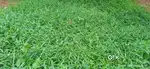 Green grass for cow