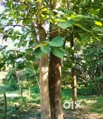 1/2 acre land 50 teak trees