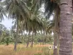 Coconut farm