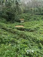 Agriculture property