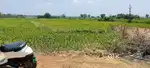 Market land