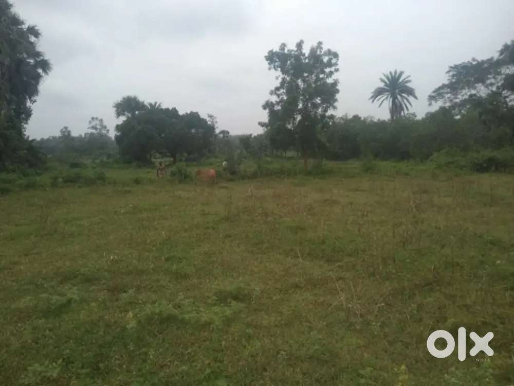 Agriculture land for sale