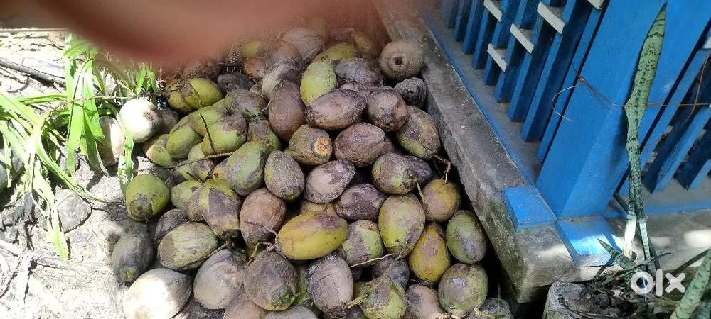 Local Coconuts