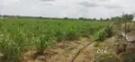 Agriculture land for sale