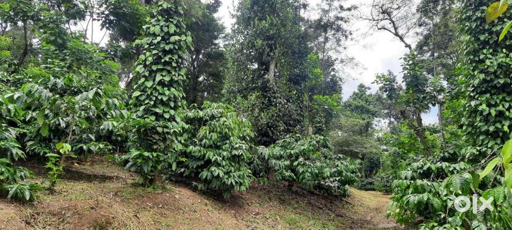 Madikeri, Coorg: 500 acres coffee estate with good natural view