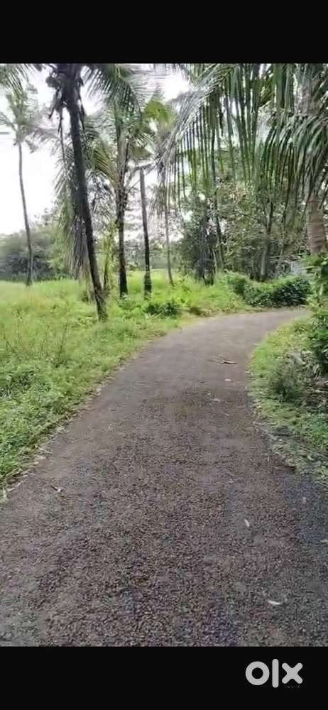 33 cent plot for sale in kalikadag pilicode