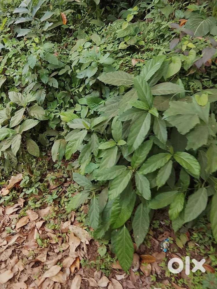 7 CENT LAND FOR SALE ,KOTTULI KOZHIKODE