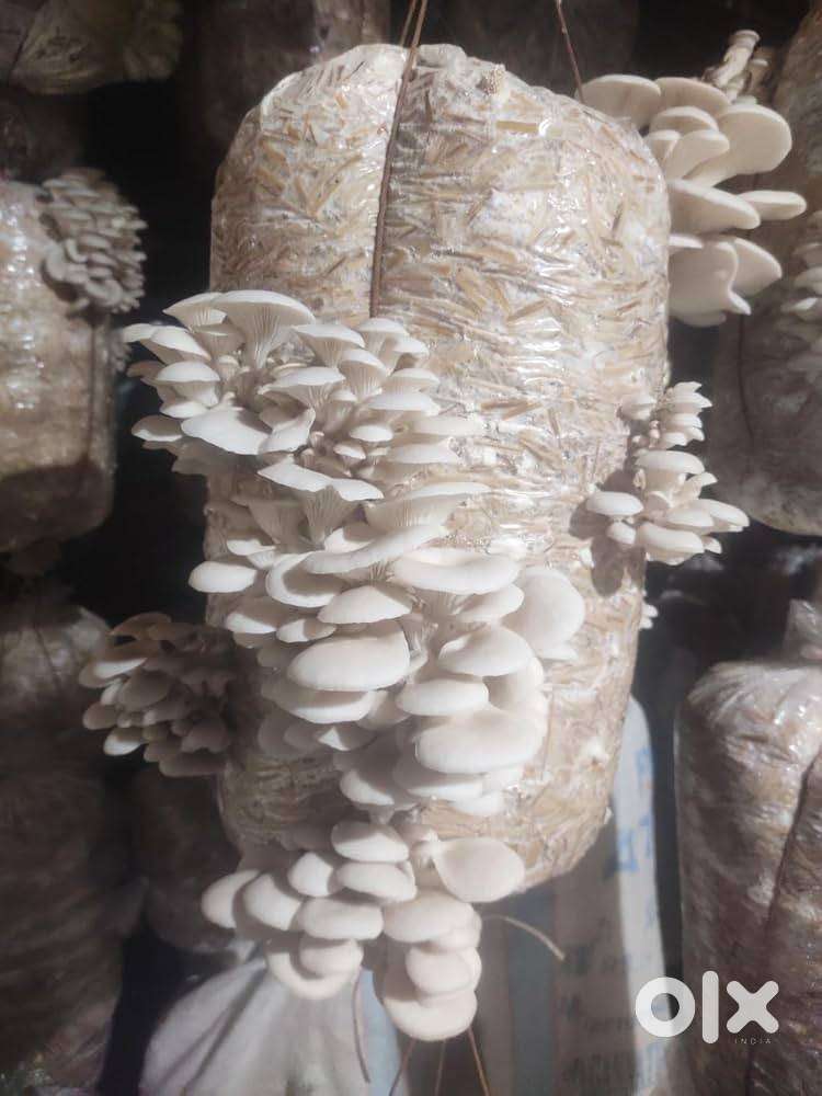 Become a Mushroom Cultivator