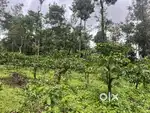 2.90 ACRE COFFEE LAND FOR SALE IN APPAPPARA,WAYANAD.