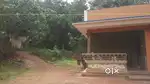 50cent plot&house
